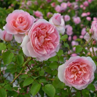 дам де шенонсо